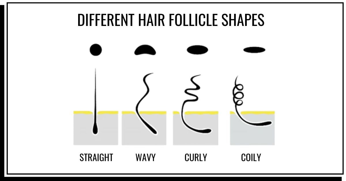 Different hair follicle shapes