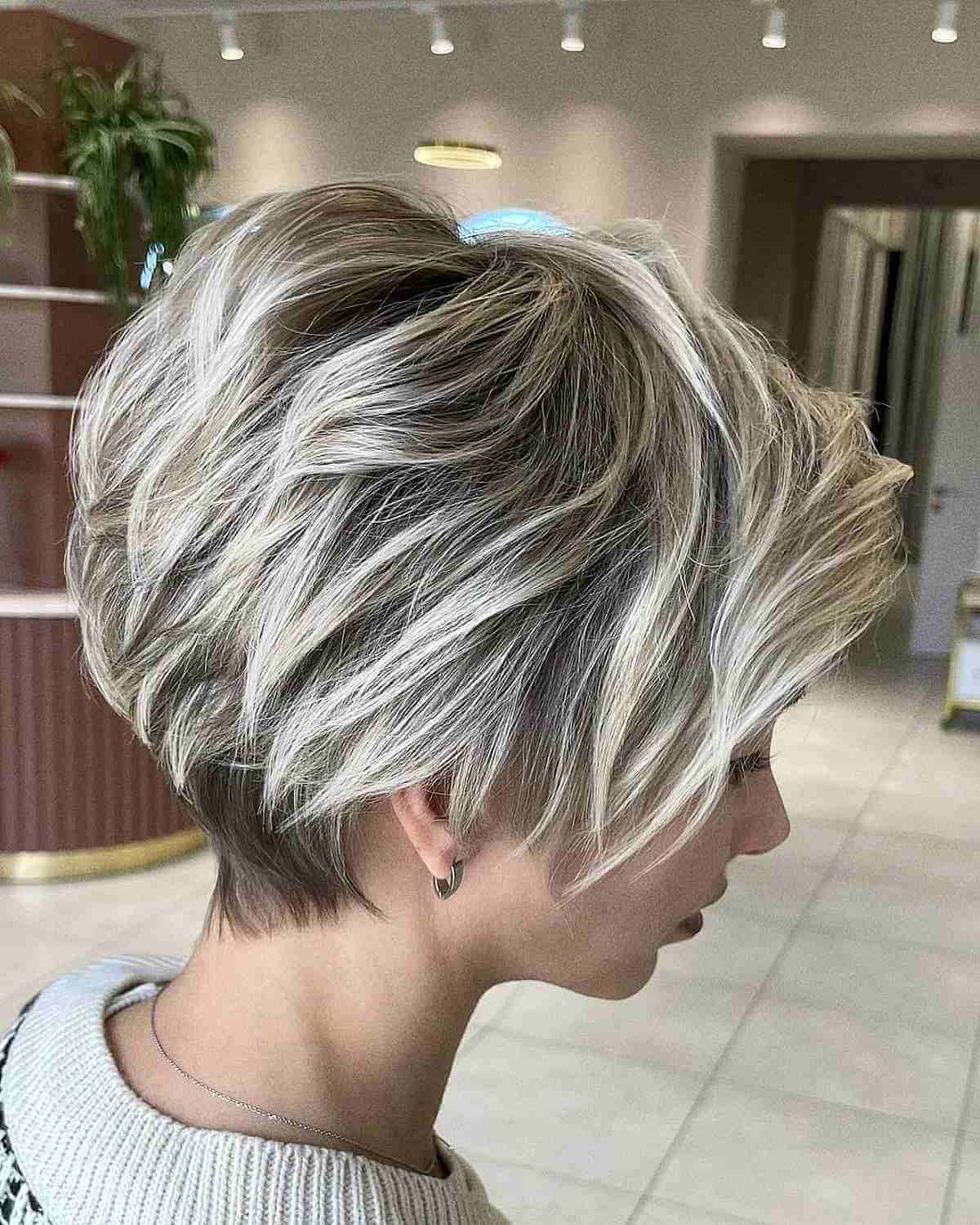 Light Platinum Pixie Bob with Darker Roots
