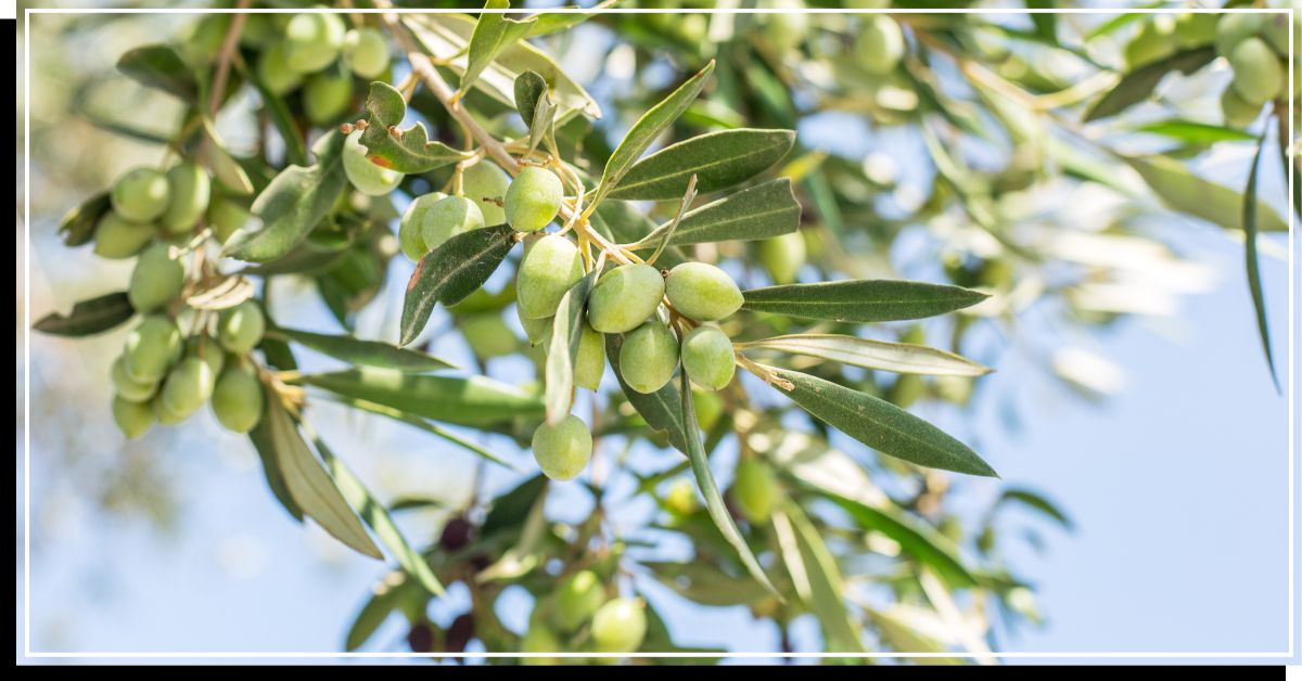 Olive tree with fruits